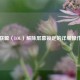 英雄联盟（LOL）解除屏幕锁定的详细操作指南