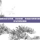 花椒泡酒的功效与作用，花椒泡酒，传统秘方的现代解读，功效与作用全解析