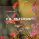 火狐，烈焰中的致命猎手