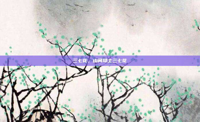 三七花,山间隐士三七花