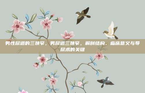 男性尿道的三狭窄,男尿道三狭窄,解剖结构、临床意义与导尿术的关键