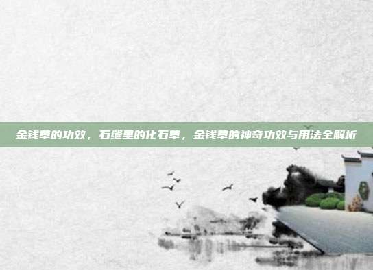 金钱草的功效,石缝里的化石草,金钱草的神奇功效与用法全解析