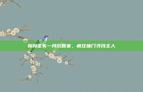 狗狗走失一月后回家,疯狂撞门寻找主人